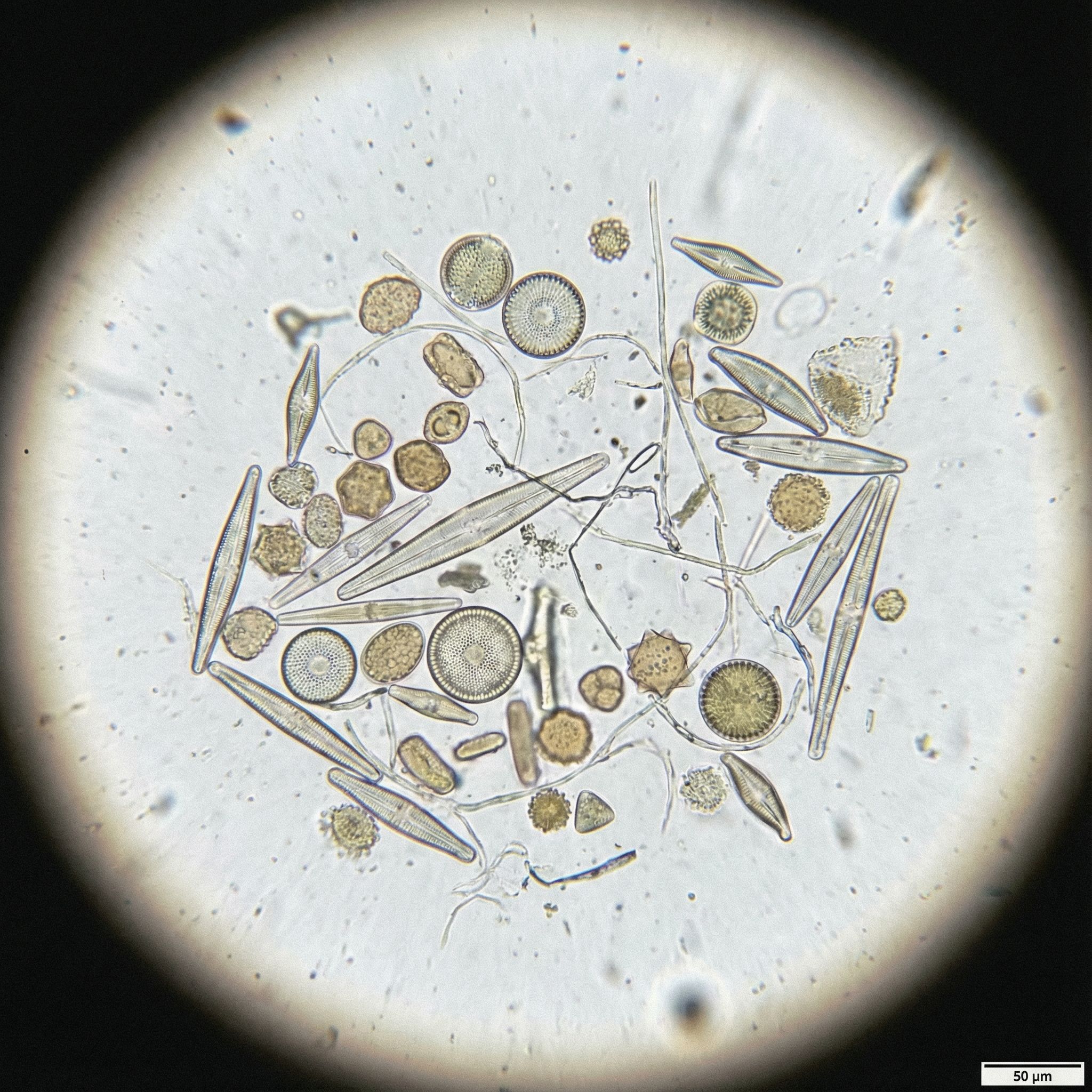 Microscope Slide Microcosm