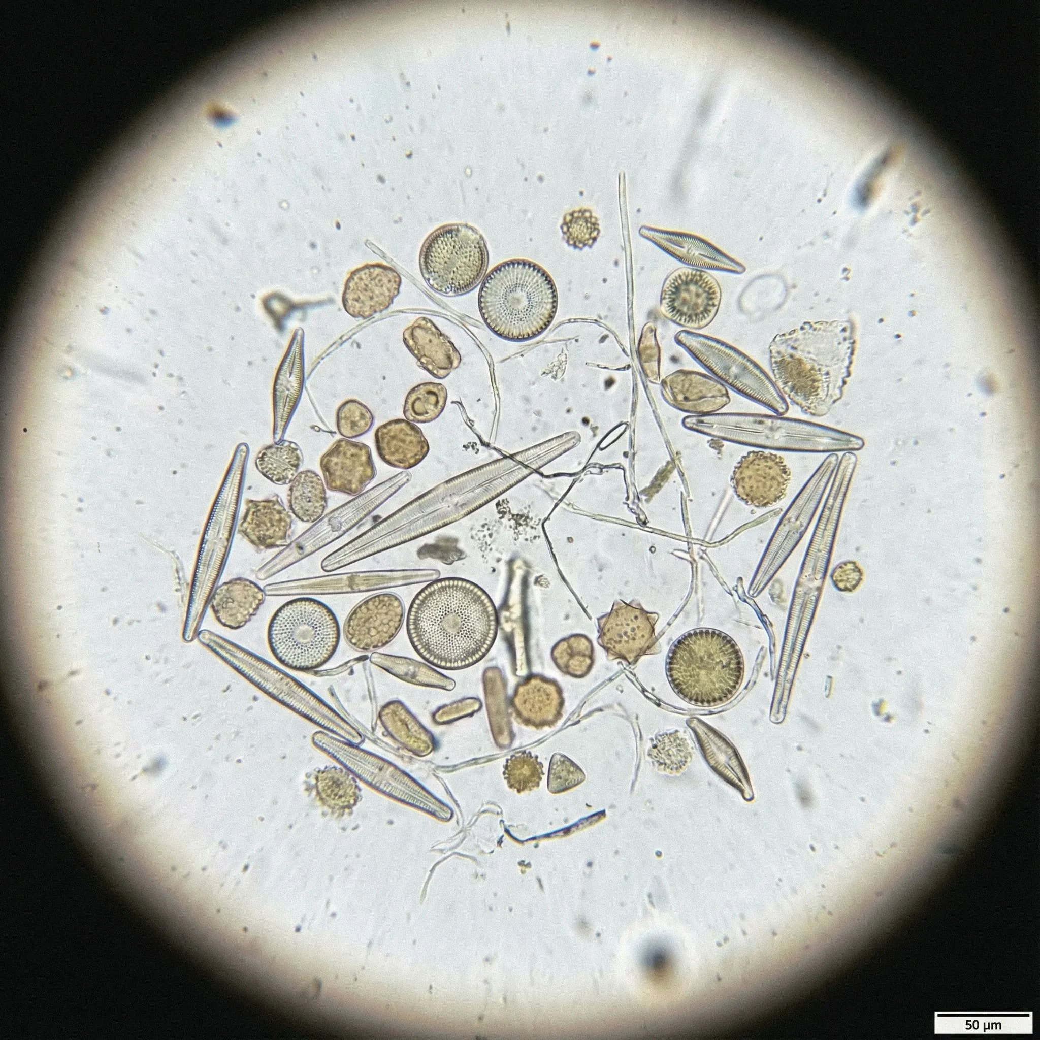 Microscope Slide Microcosm