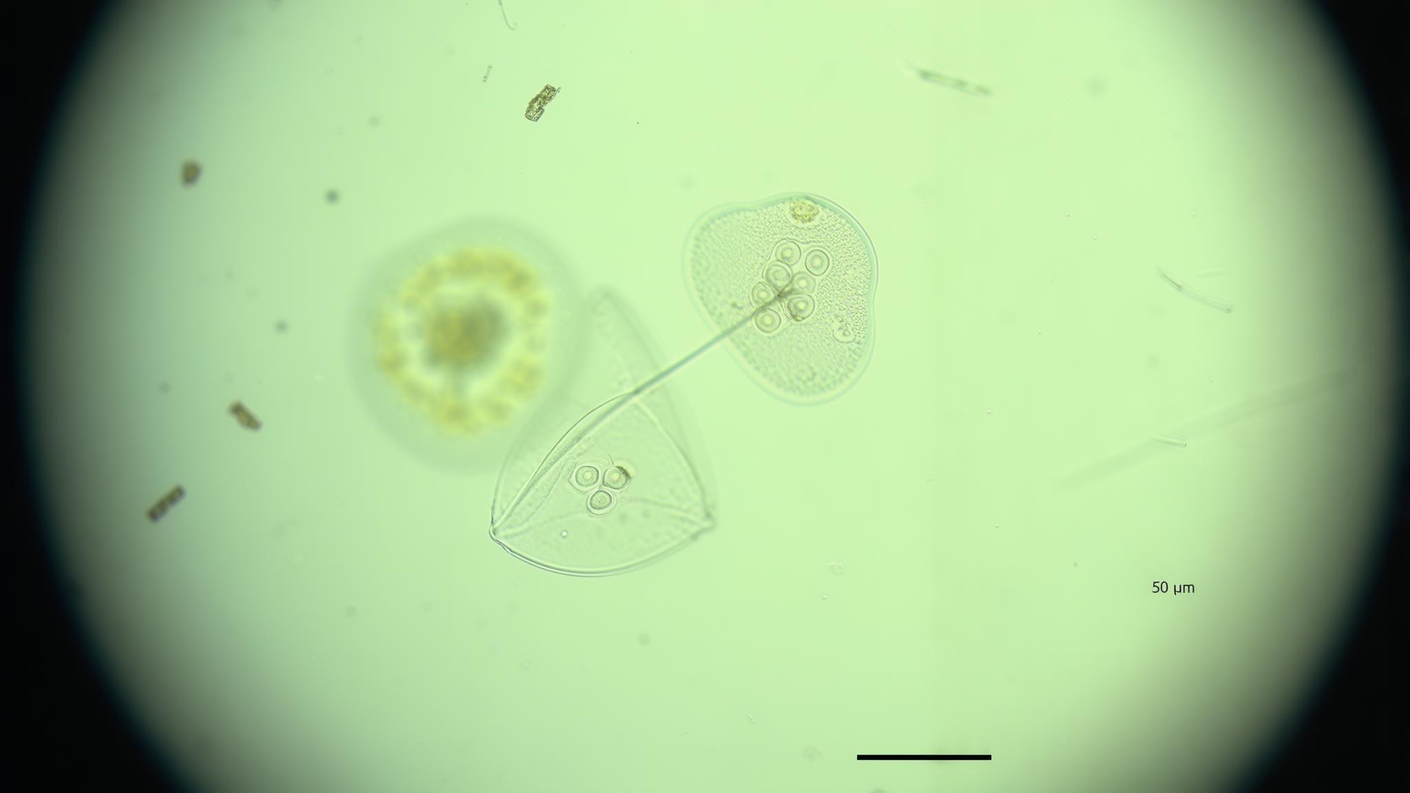Microscope Slide Microcosm