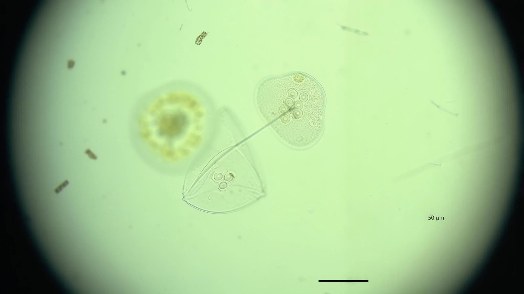 Microscope Slide Microcosm