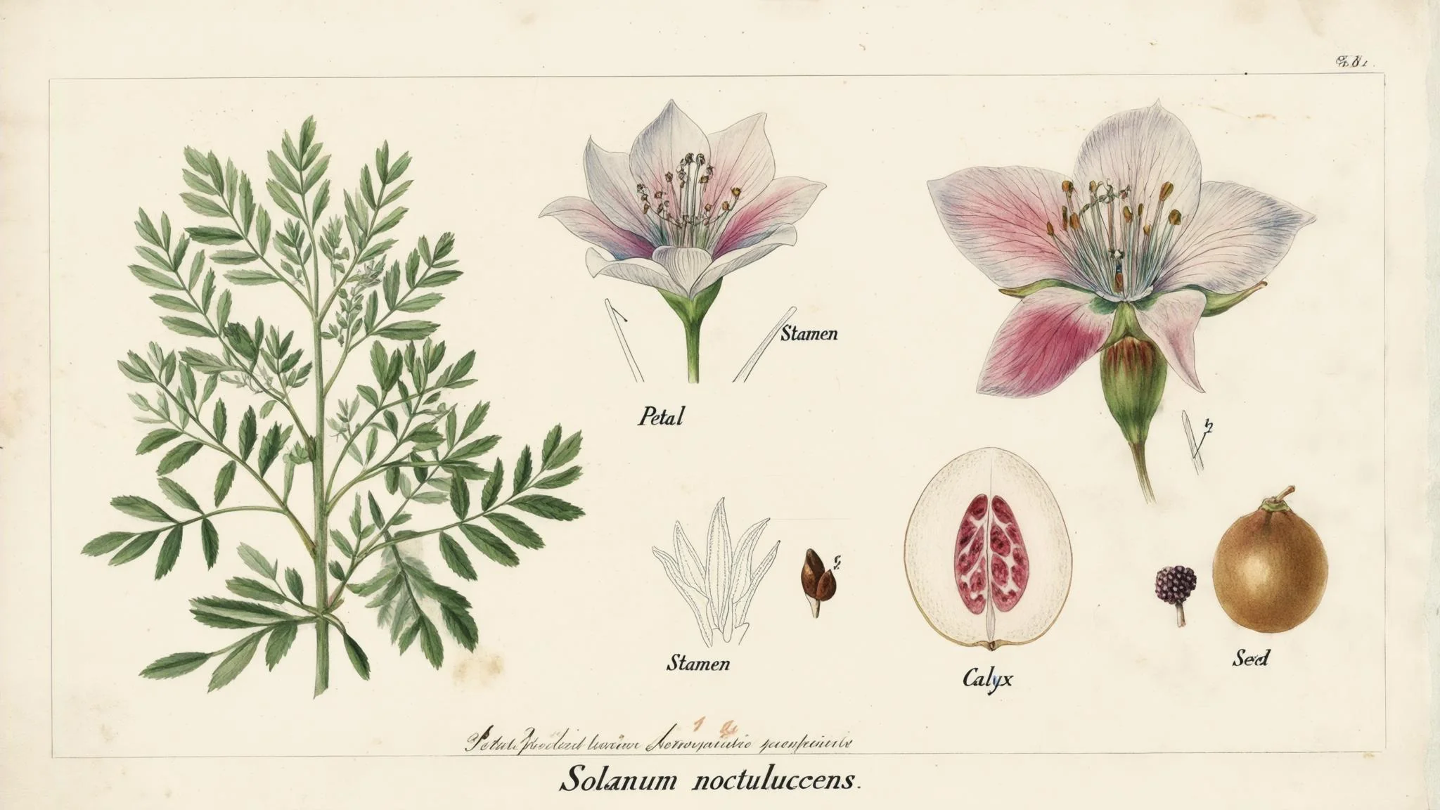 Botanical Scientific Plate