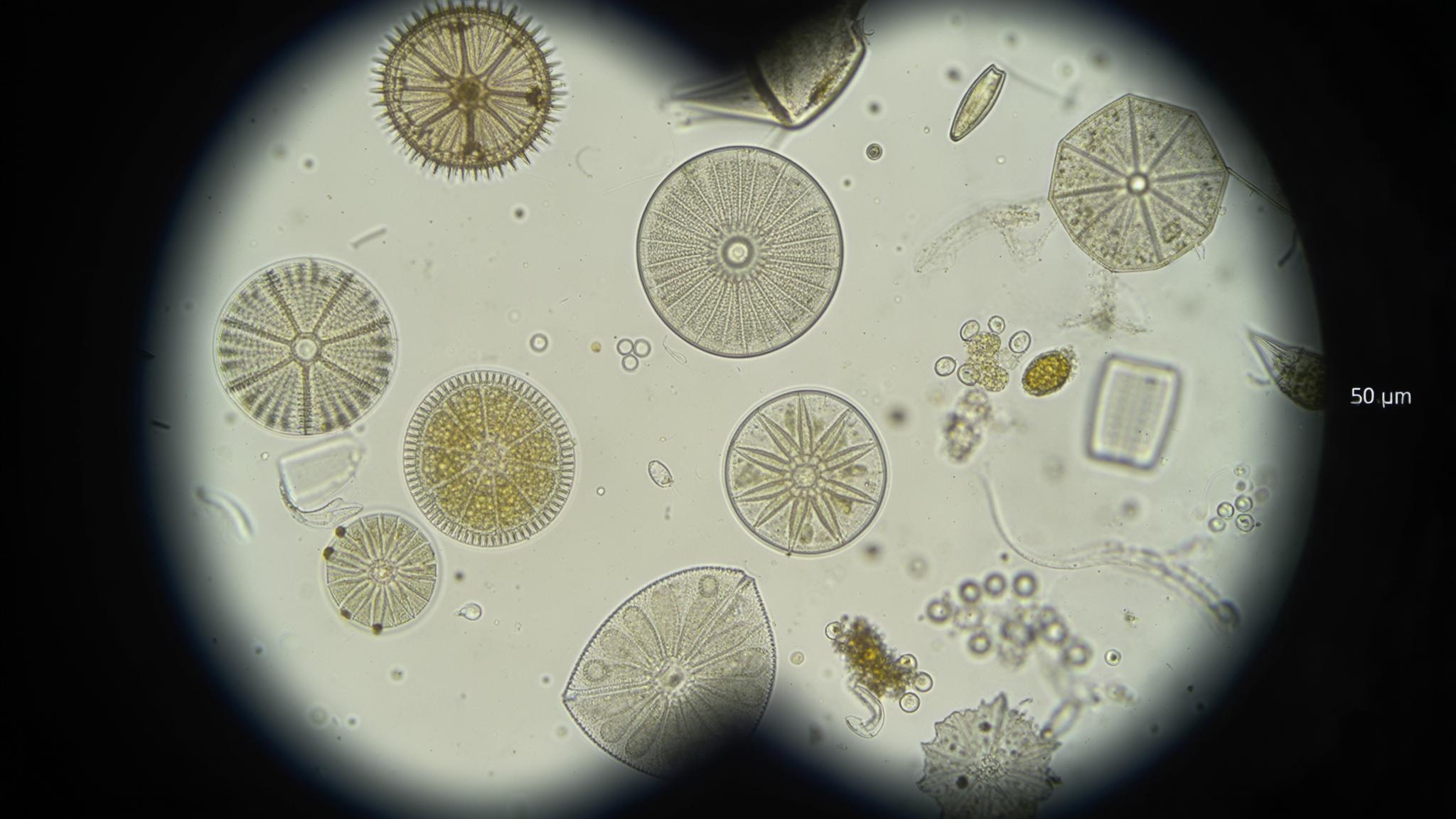 Microscope Slide Microcosm