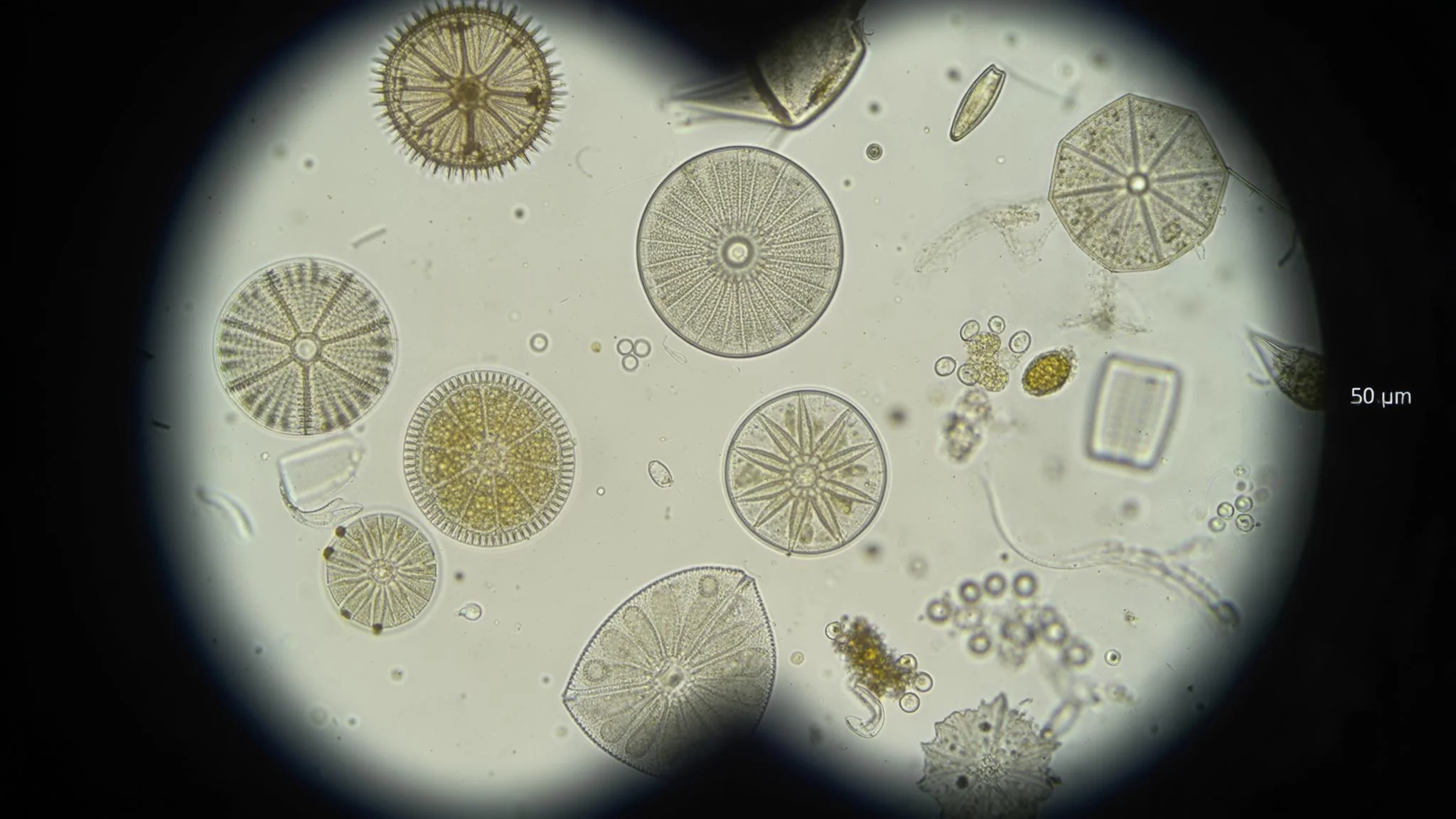 Microscope Slide Microcosm