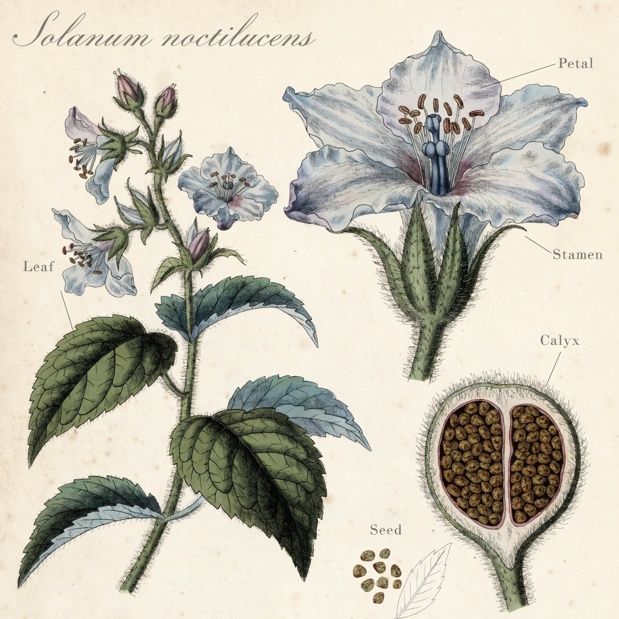 Botanical Scientific Plate