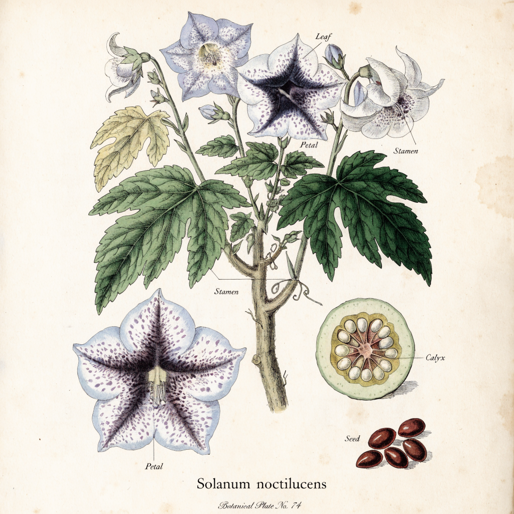 Botanical Scientific Plate