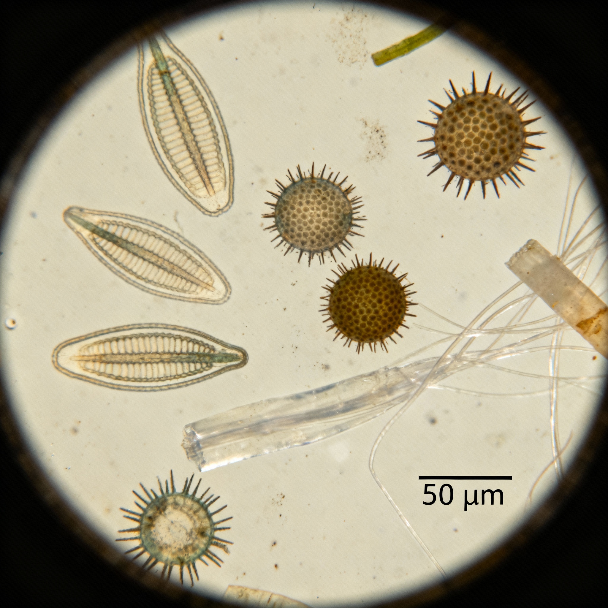Microscope Slide Microcosm