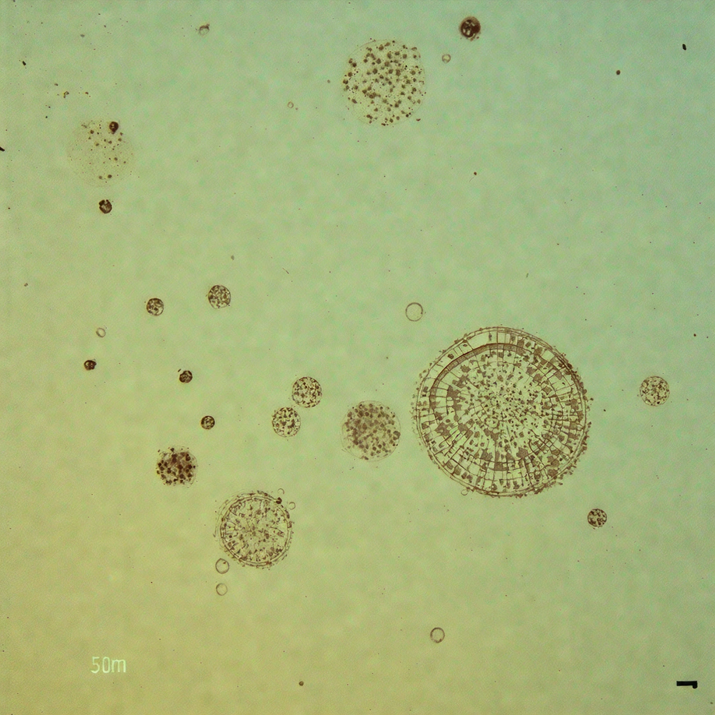Microscope Slide Microcosm